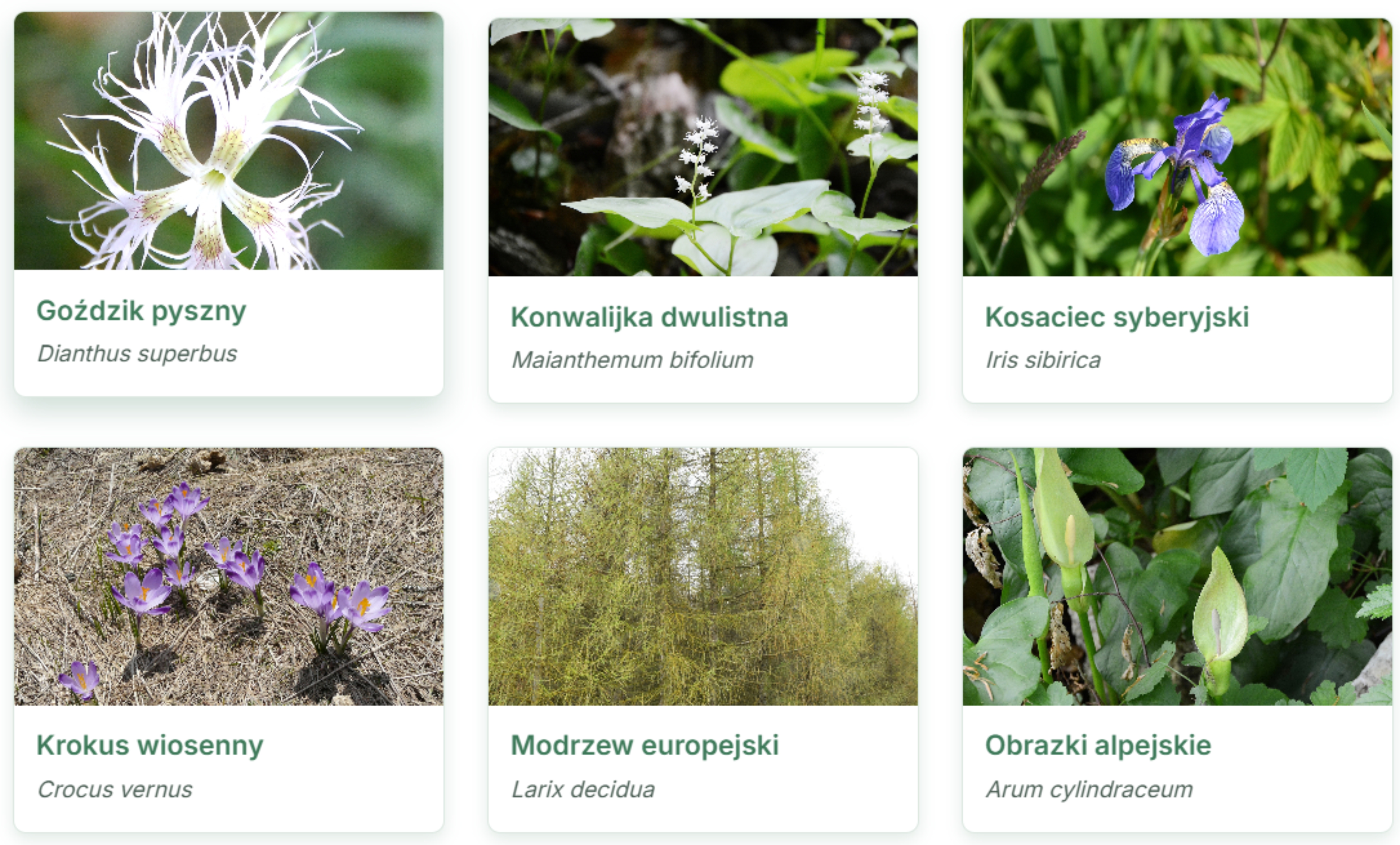 Zdjęcie pokazujące przykładowe linki do galerii z roślinami