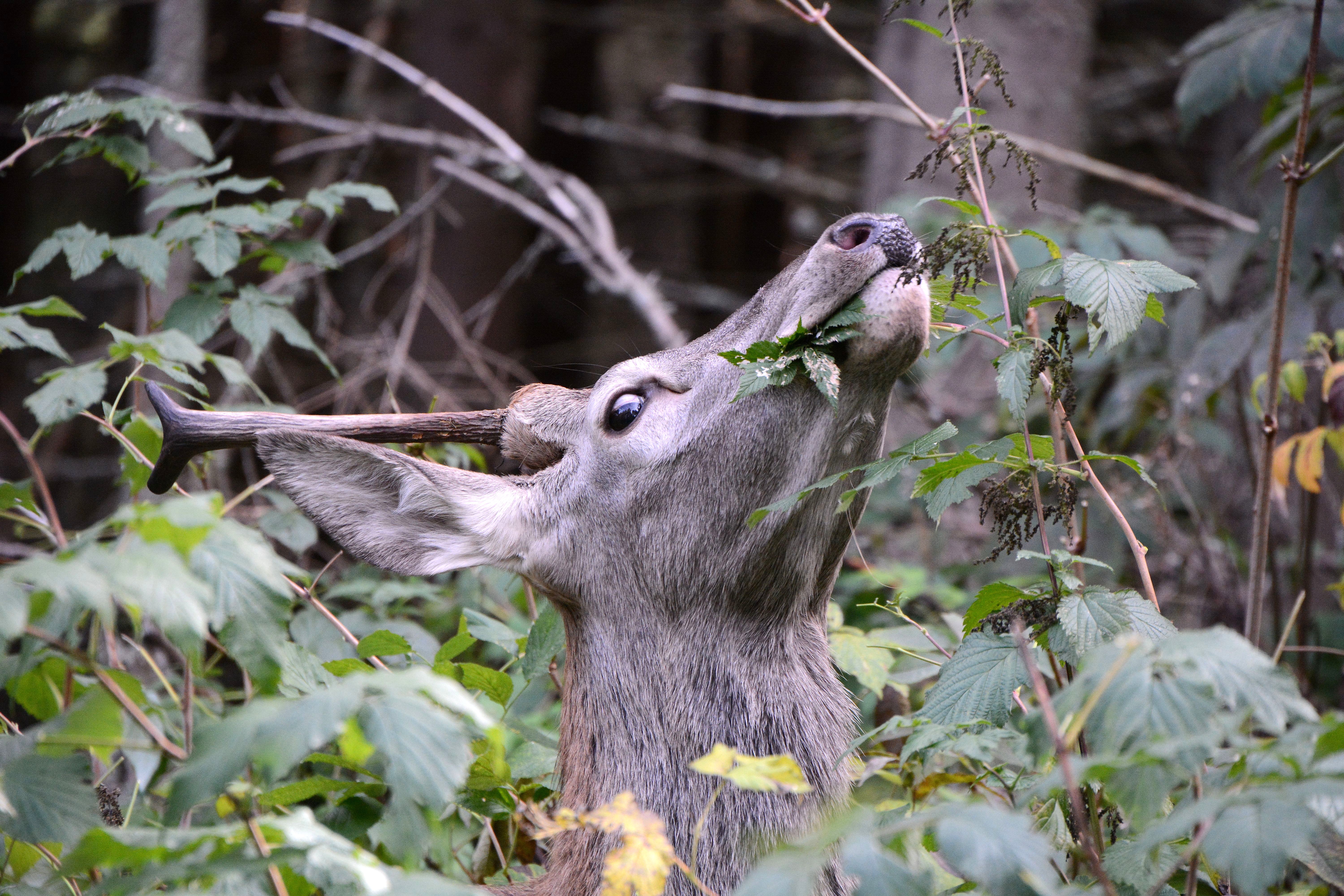 Red deer