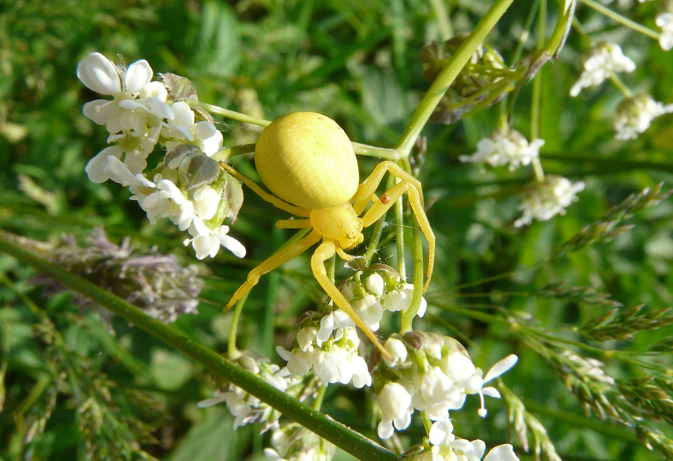 Goldenrod crab spider
